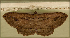 Austrocidaria gobiata