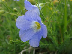 Linum alpinum