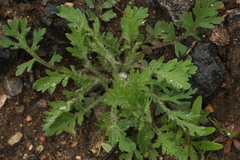 Papaver albiflorum