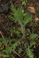 Papaver albiflorum