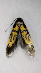 Schiffermuelleria schaefferella