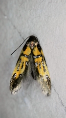 Schiffermuelleria schaefferella