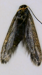 Schiffermuelleria schaefferella