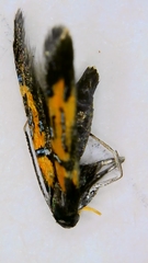 Schiffermuelleria schaefferella
