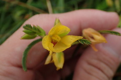 Chamaecrista garambiensis