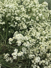 Crambe