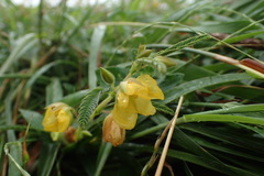Chamaecrista garambiensis