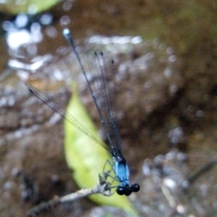 Elattoneura pruinosa