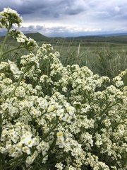 Crambe