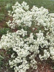 Crambe