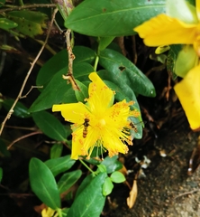 Episyrphus balteatus