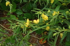 Chamaecrista garambiensis