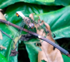 Eleuthemis buettikoferi