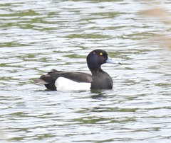 Aythya fuligula