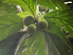 Artocarpus communis image