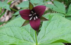 Trillium