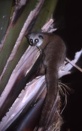 Geoffroy's Dwarf Lemur