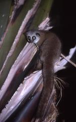 Greater Dwarf Lemur photo 2