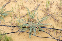 Astragalus longipetalus