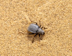 Platyesia sericata