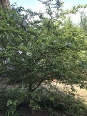 Malus dasyphylla