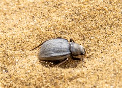 Platyesia sericata