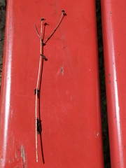 Hieracium amplexicaule