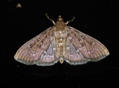 Prorodes mimica