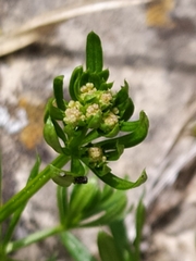 Galium anisophyllon
