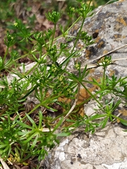 Galium anisophyllon