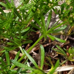 Galium anisophyllon