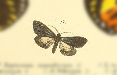 Microgiton submacula
