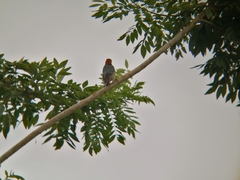 Melanerpes rubricapillus