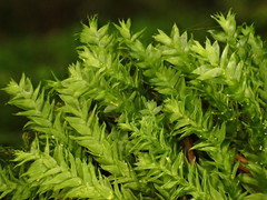 Plagiothecium nemorale