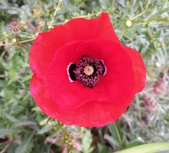 Papaver rhoeas