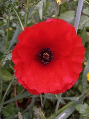 Papaver rhoeas