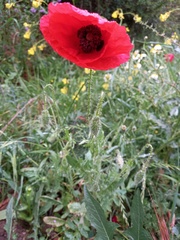 Papaver rhoeas
