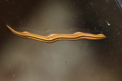 Australopacifica regina