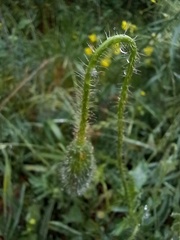Papaver rhoeas