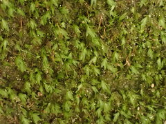 Fissidens gracilifolius
