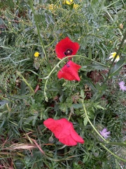Papaver rhoeas