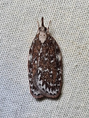 Peritornenta bacchata