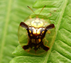 Aspidimorpha aurata