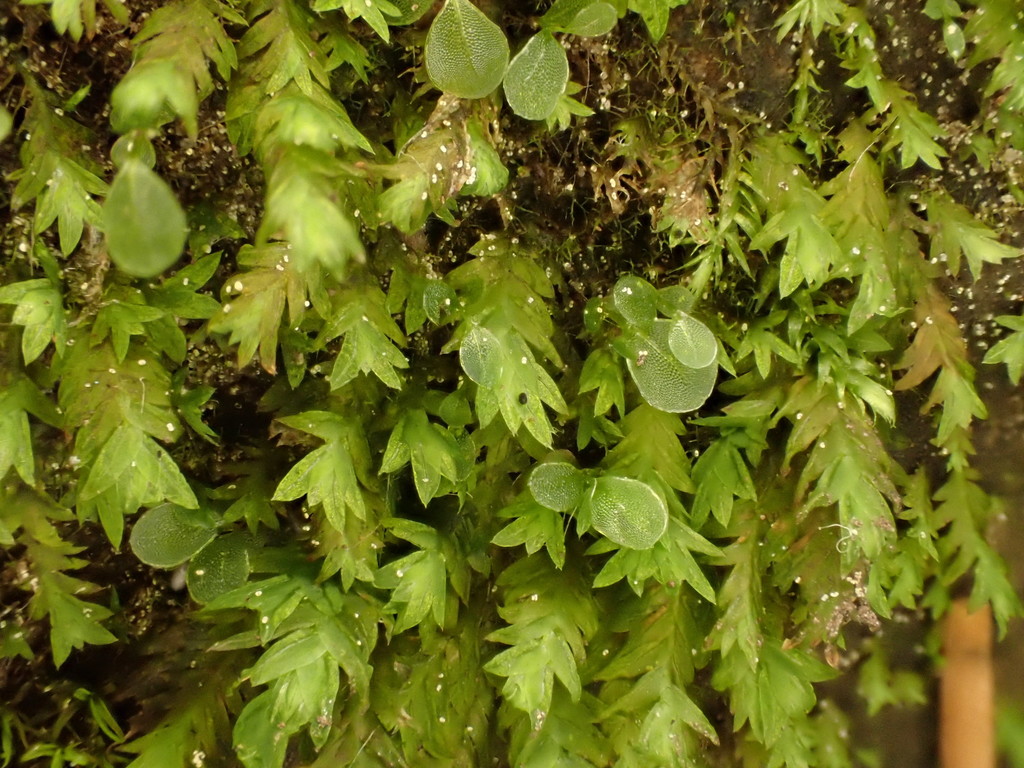 Fissidens pusillus