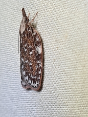 Peritornenta bacchata