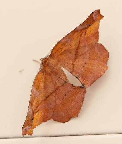Apeira syringaria