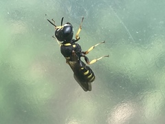 Ectemnius decemmaculatus