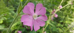 Silene dioica