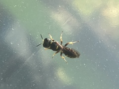 Ectemnius decemmaculatus