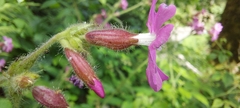 Silene dioica